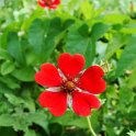 Potentilla atrosanguinea fleur